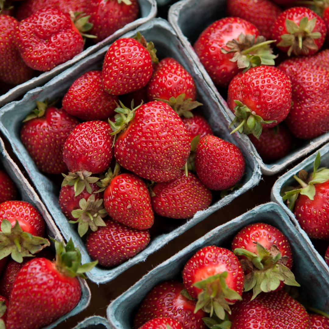 Fall Strawberry Plugs and Bare Root Plants