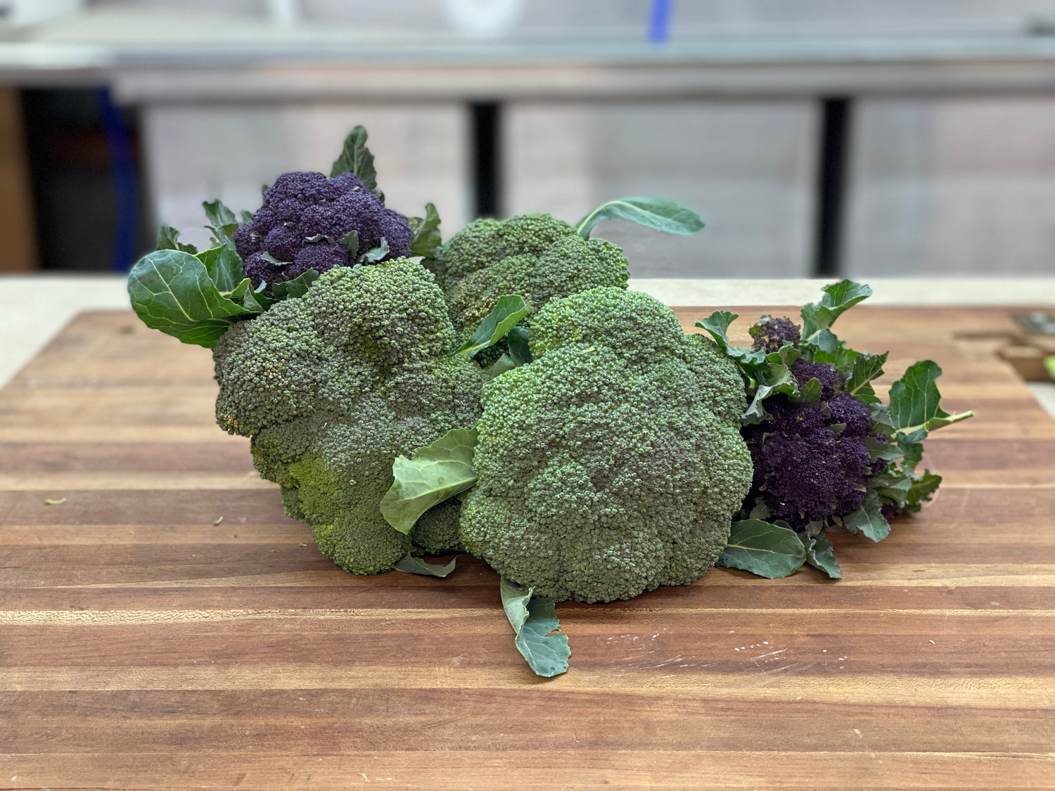 Brassica