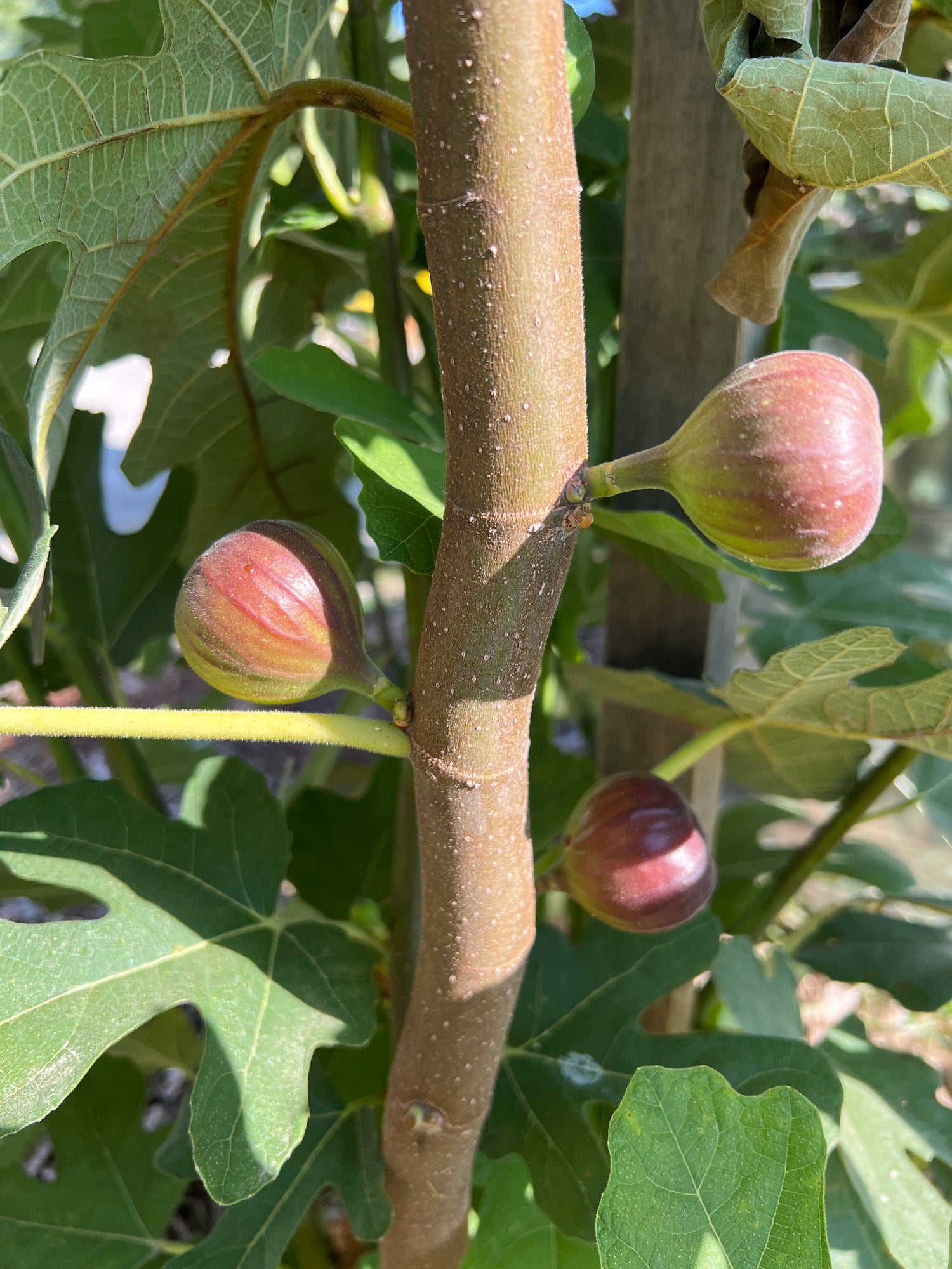 Figs