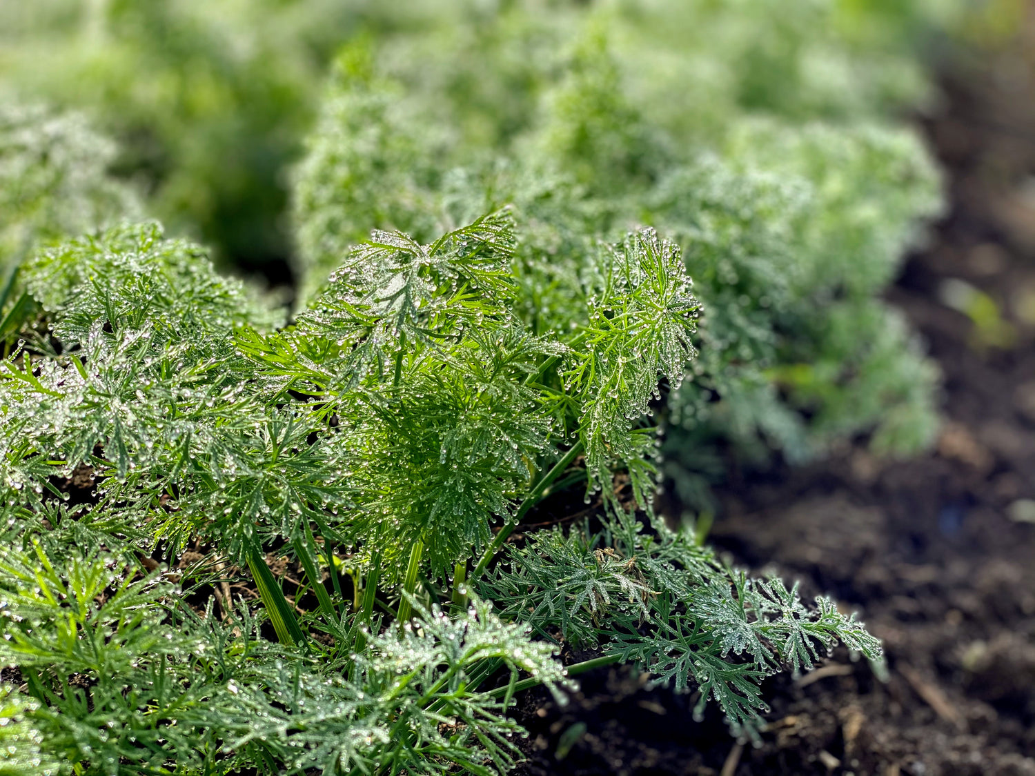 Herbs, Annual