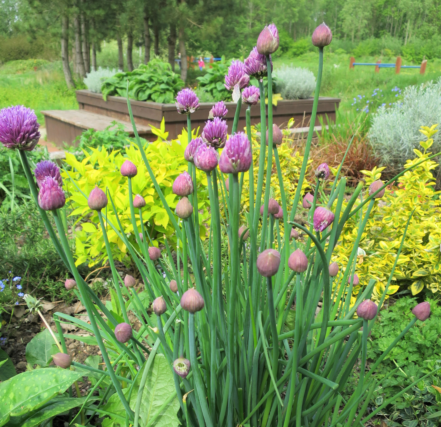 Herbs, Perennial