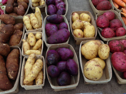 Seed Potatoes