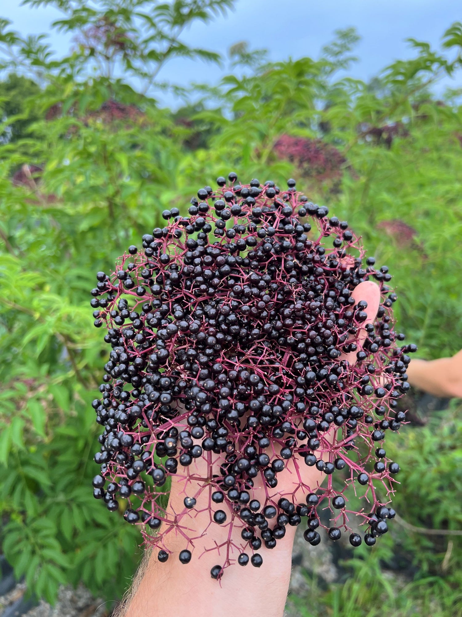 Elderberry Cuttings