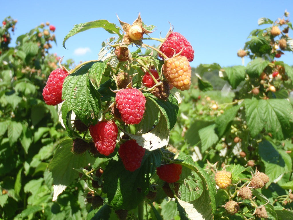 Brambles