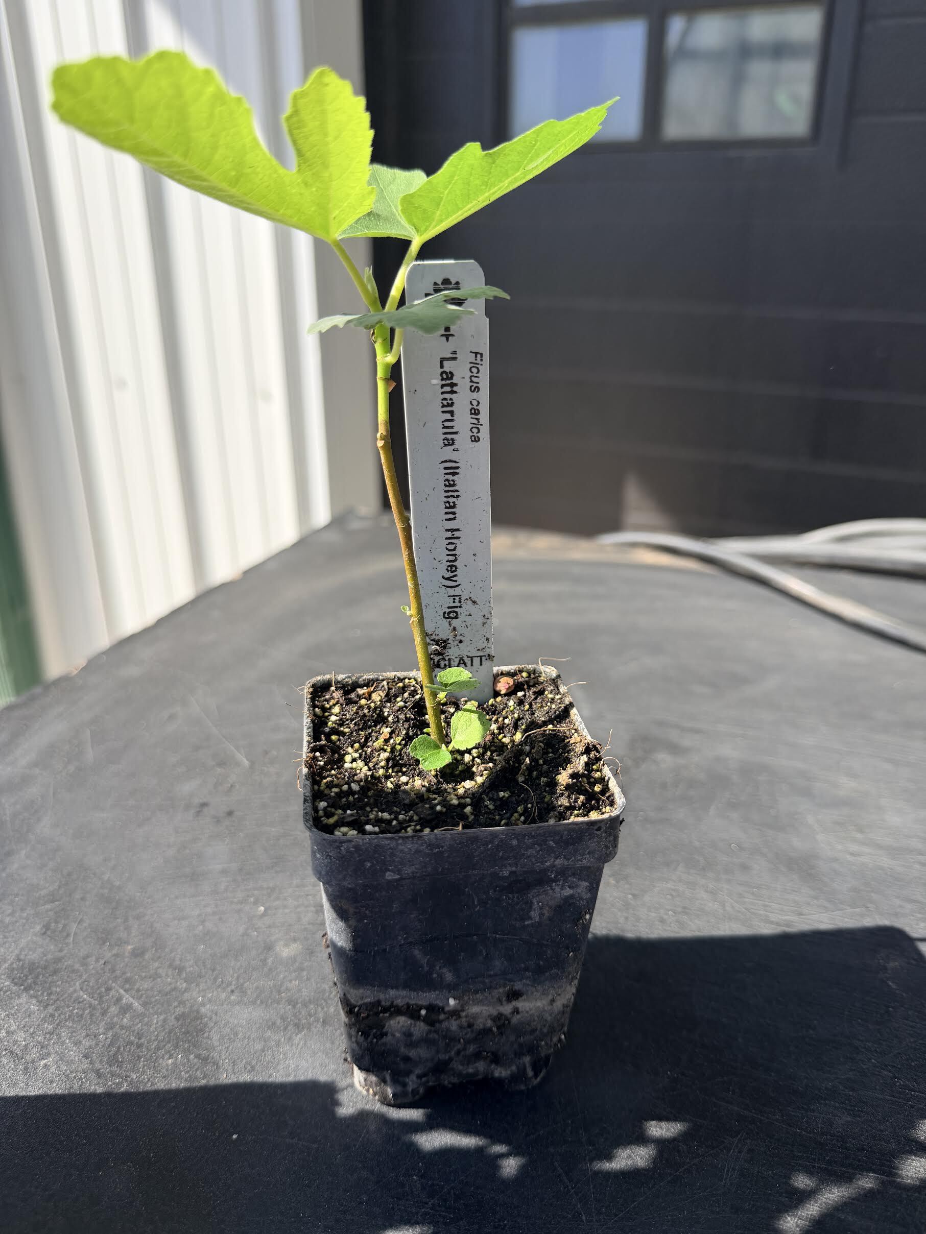 Figs – The Farm On Central