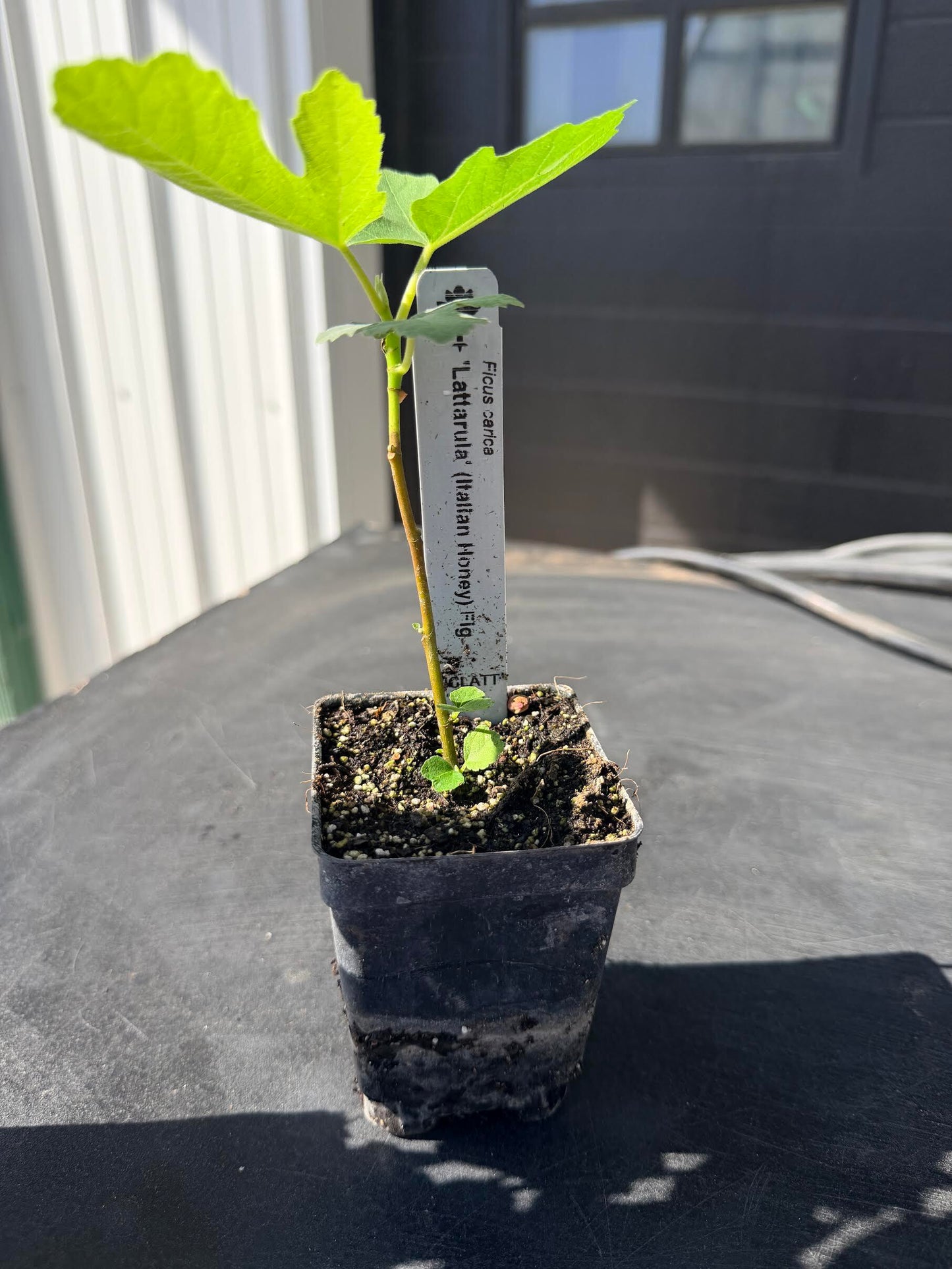 Italian Honey Fig