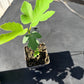 Italian Honey Fig