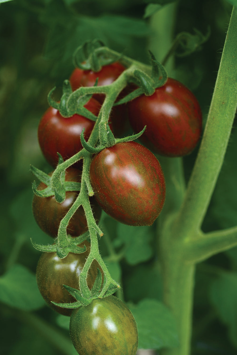 Tomato, Chocolate Sprinkles