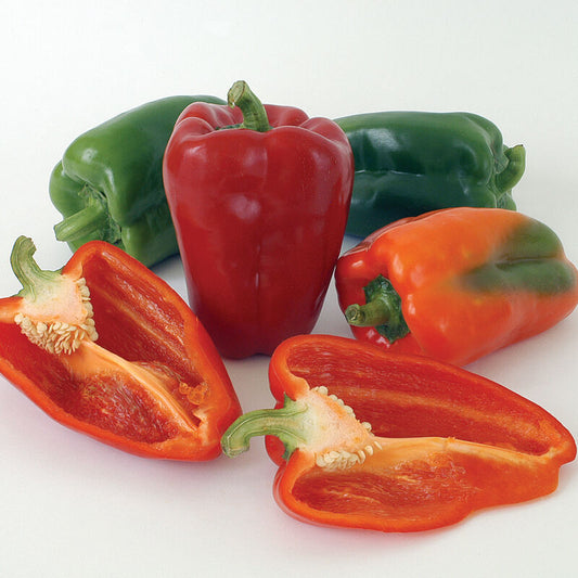 Bell Pepper, Ace