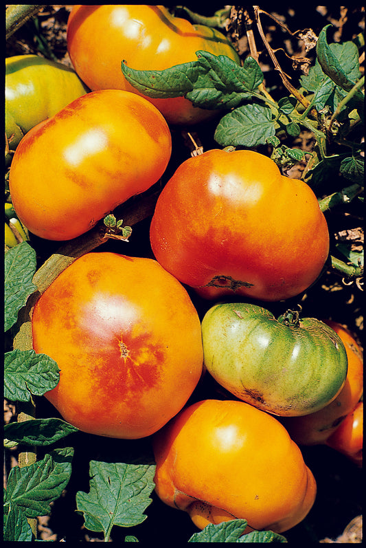 Tomato, Big Rainbow