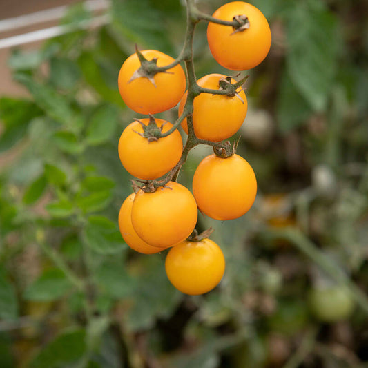 Tomato, Gold Nugget