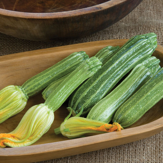 Zucchini Squash, Romanesco