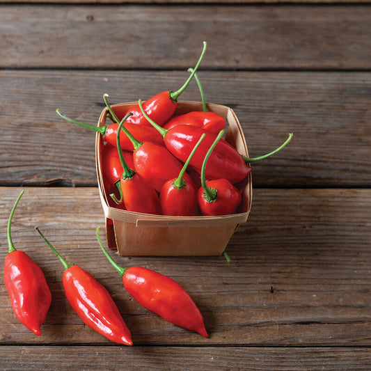 Habanero, Hot Paper Lantern