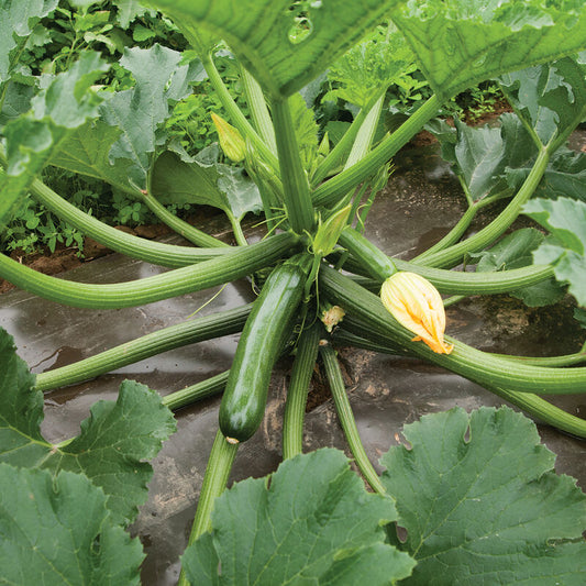 Zucchini Squash, Green Machine