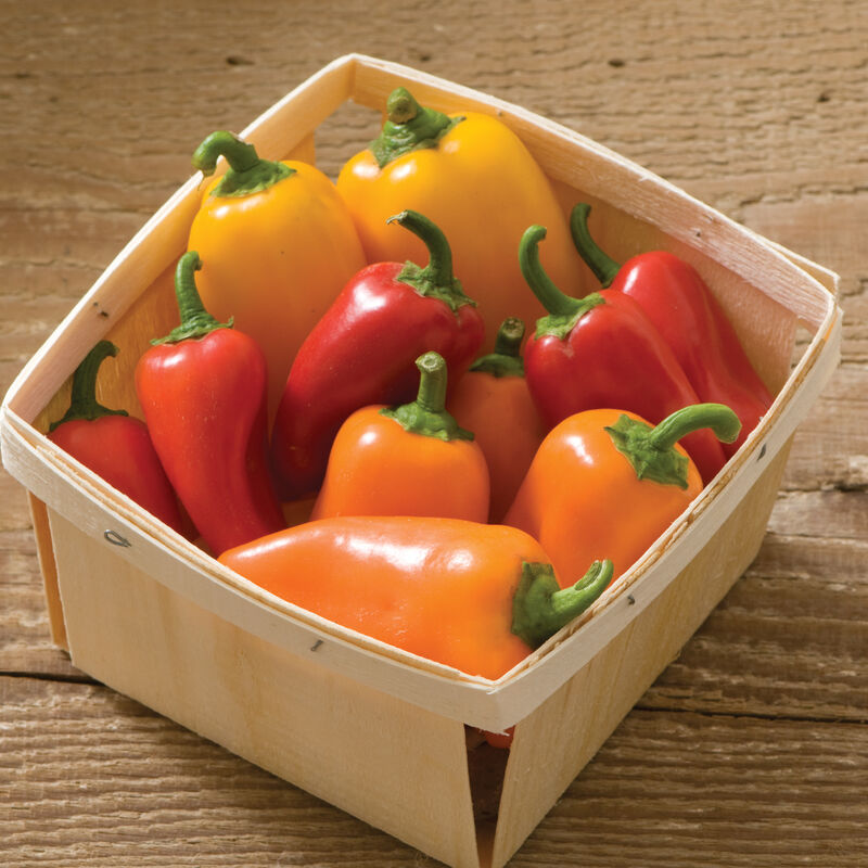 Lunch Box, Tricolor mix