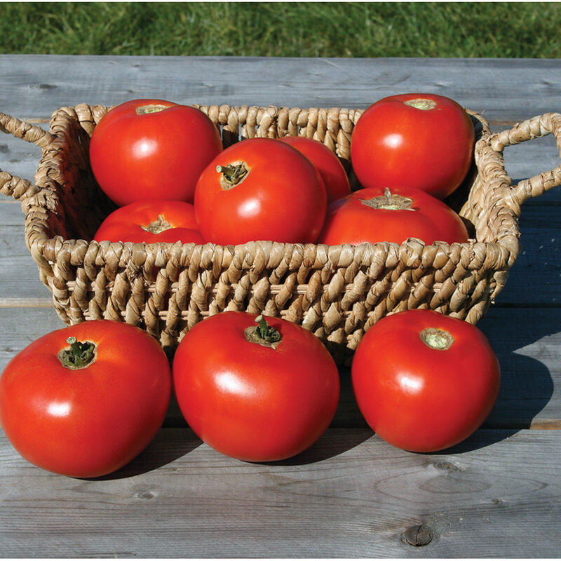 Tomato, Mountain Fresh