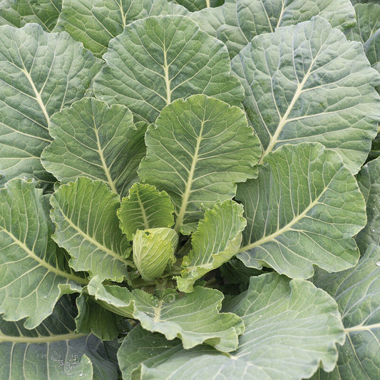 Collards