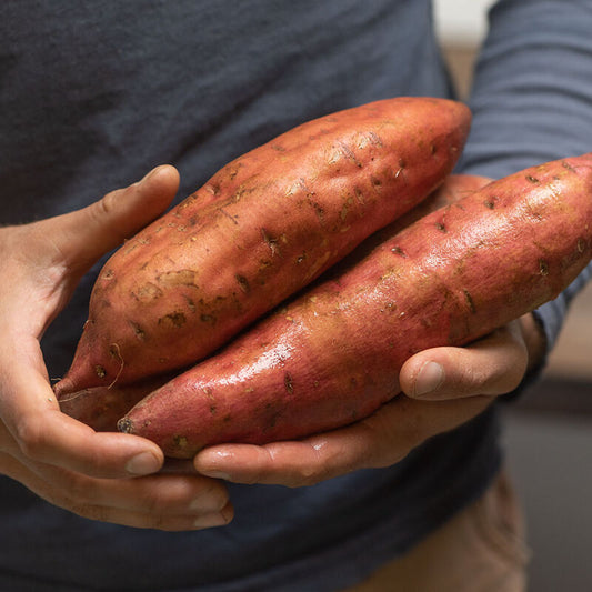 Sweet Potato, Covington