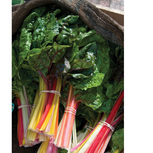 Swiss Chard, Bright Lights