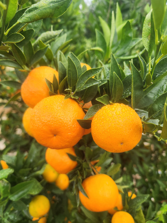 Bingo Mandarin- Bright Sweet Flavor!