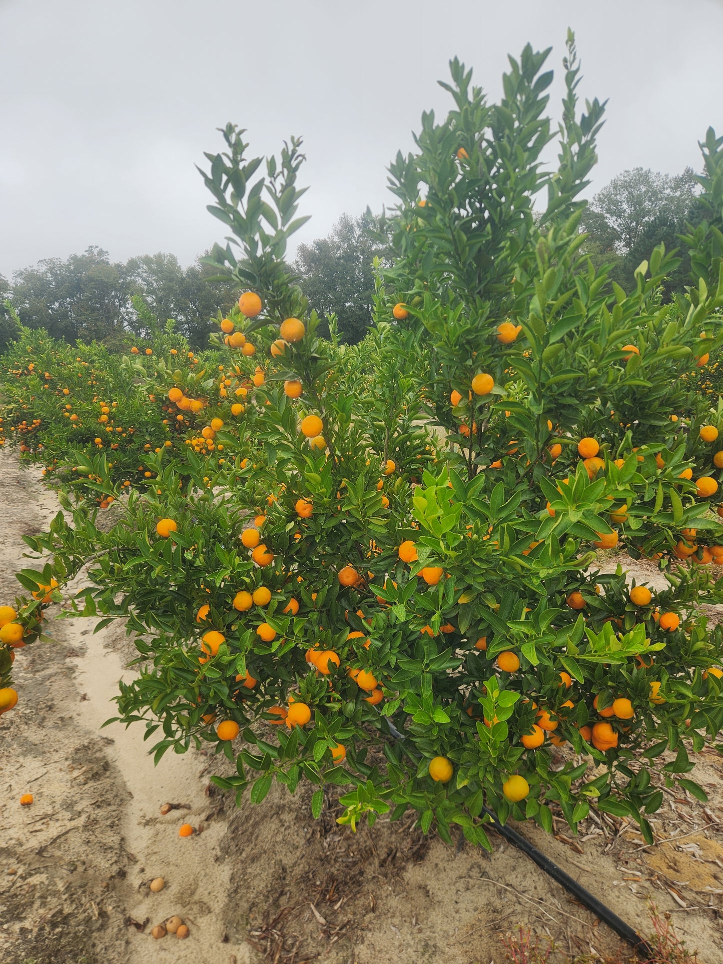 Bingo Mandarin- Bright Sweet Flavor!