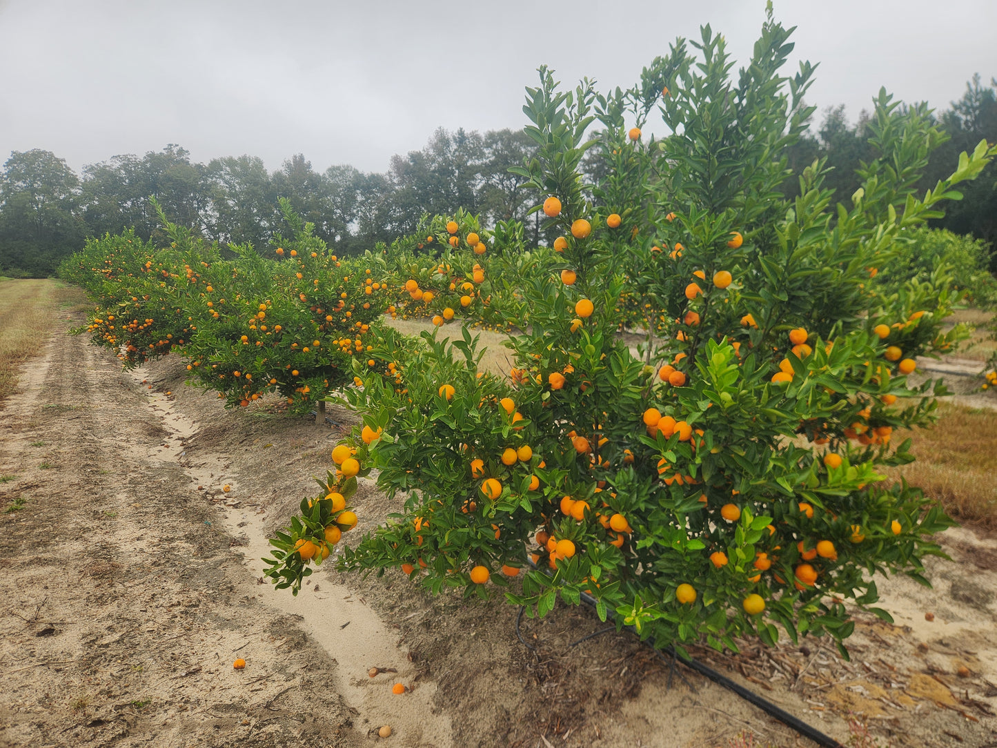 Bingo Mandarin- Bright Sweet Flavor!