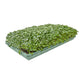 1020 Microgreen Trays: Professional Quality, Heavy Duty, Sustainably Made
