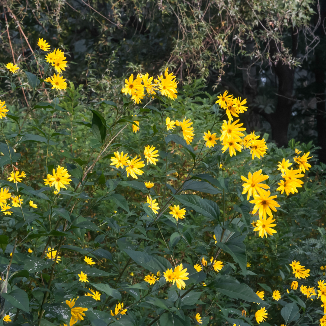 Jerusalem Artichoke Tubers ~PREORDER