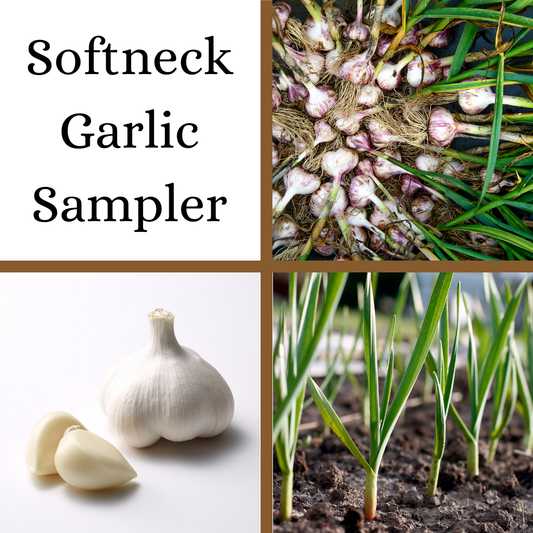PRE-ORDER: Softneck Garlic Sampler: Heirloom, Non-GMO