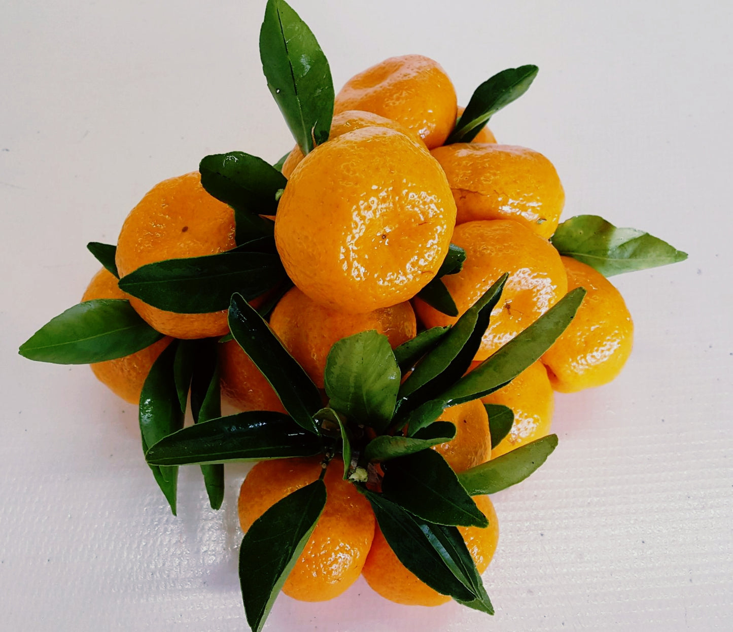 November Citrus Sampler - A Trio of Japanese-Inspired Mandarins