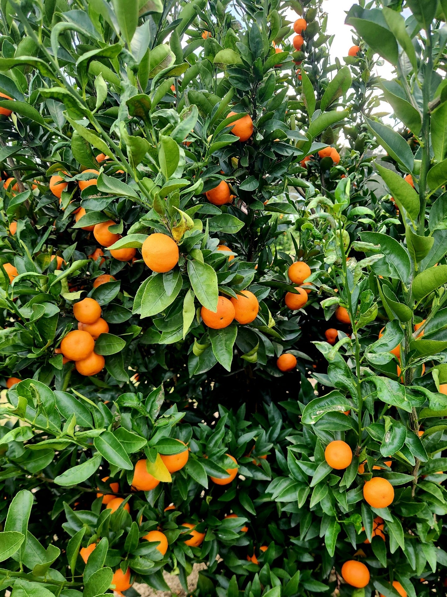 Fresh Georgia Grapefruit