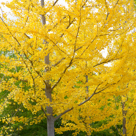 Ginkco biloba