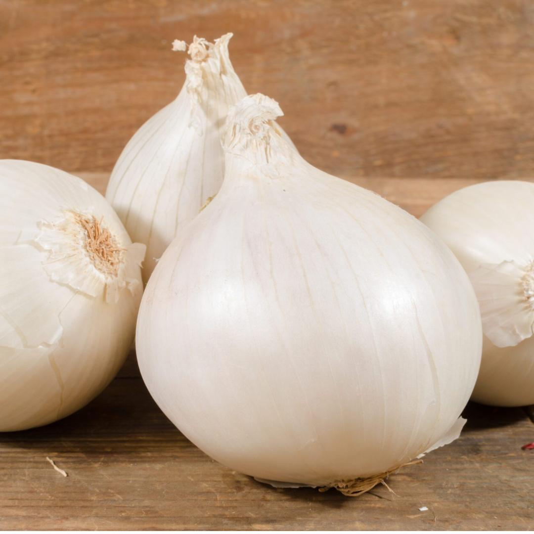 White Spanish Onion Plants (Long-Day)