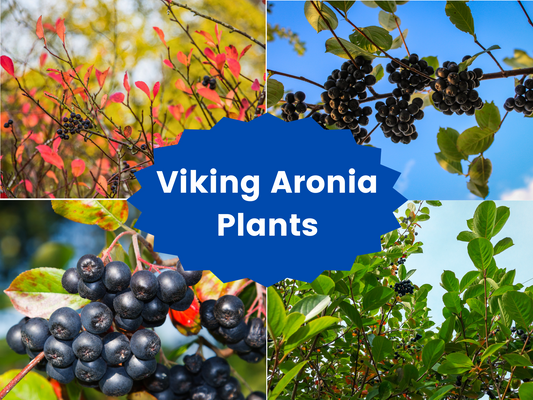 Viking Aronia (Chokeberry) – The Superfruit Powerhouse