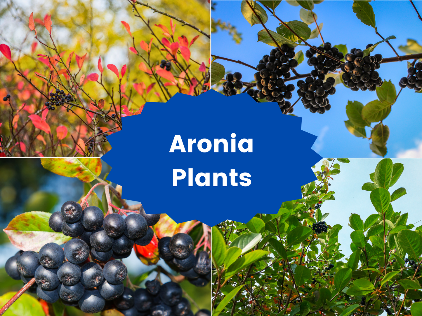 Bareroot Aronia (Black Chokeberry) – A Native Superfruit with Ornamental Appeal