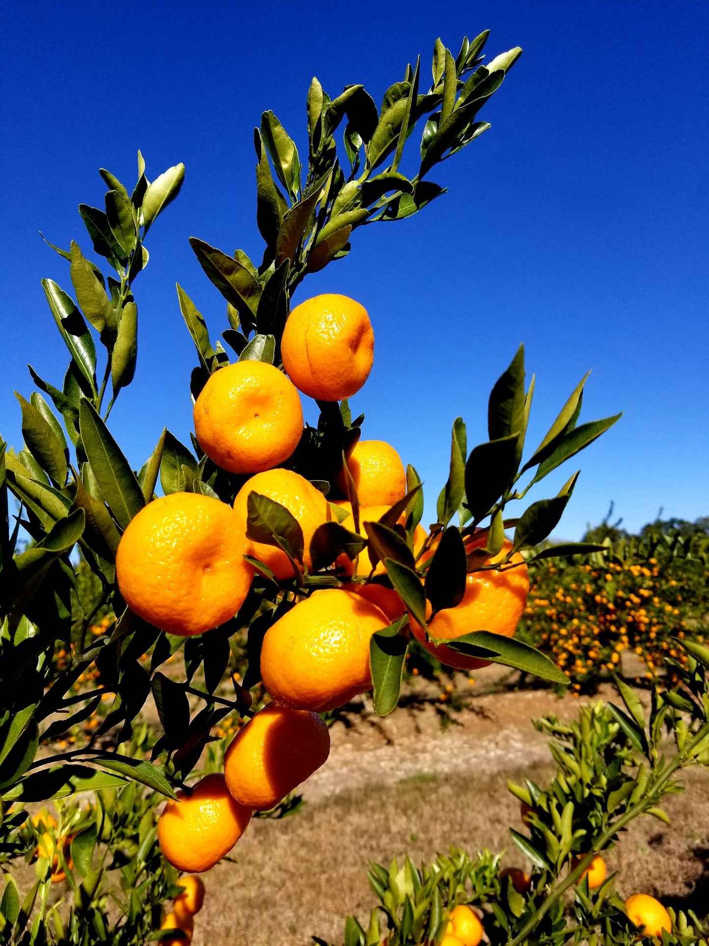 November Citrus Sampler - A Trio of Japanese-Inspired Mandarins
