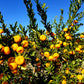 November Citrus Sampler - A Trio of Japanese-Inspired Mandarins