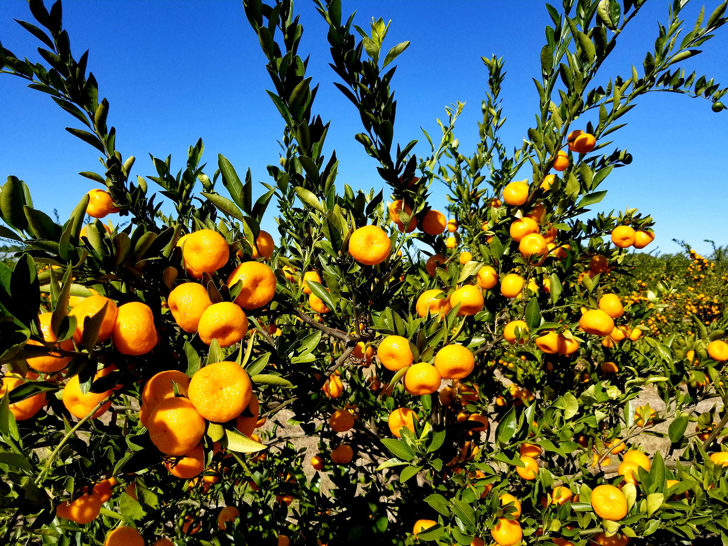 November Citrus Sampler - A Trio of Japanese-Inspired Mandarins