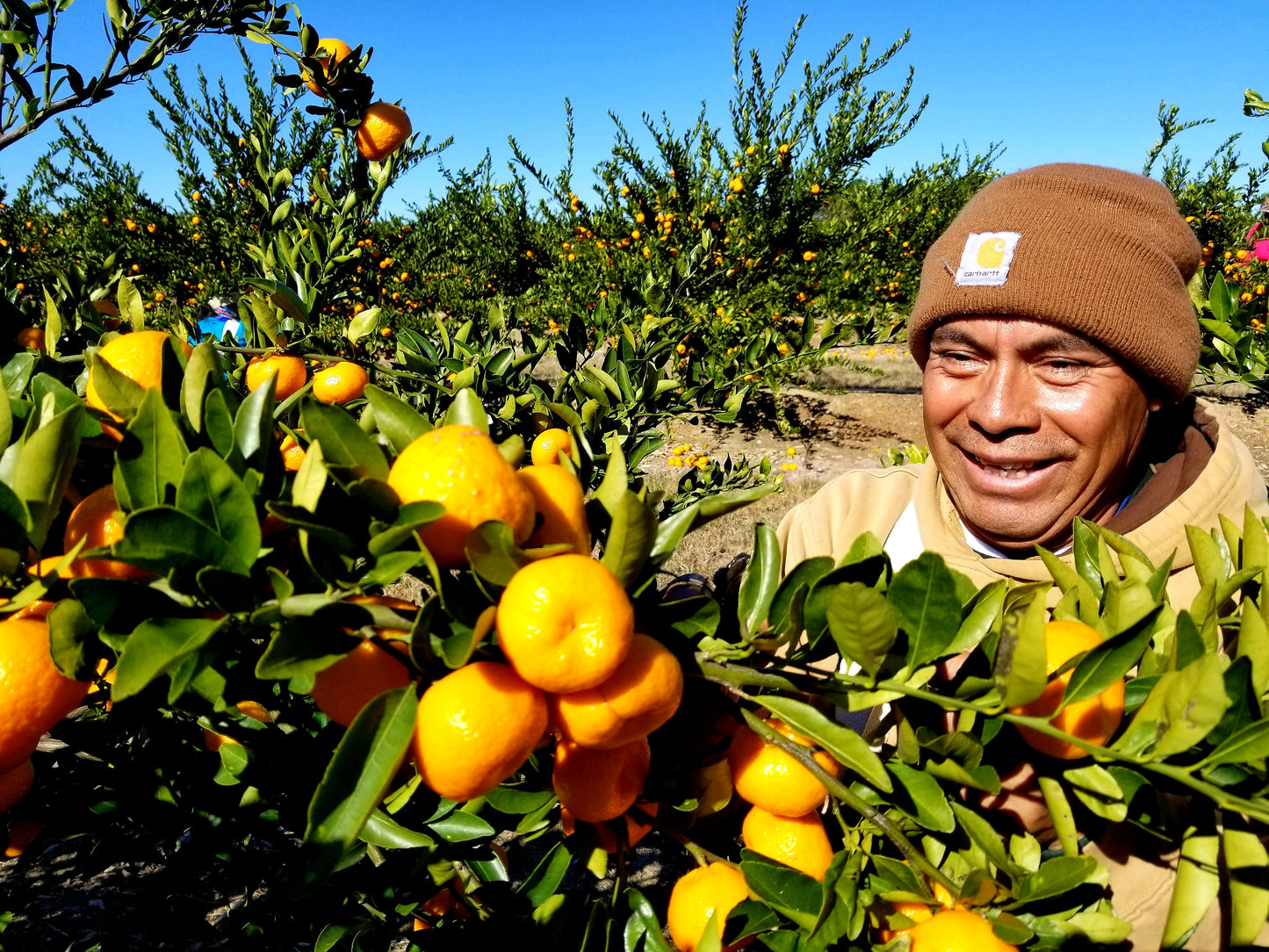 November Citrus Sampler - A Trio of Japanese-Inspired Mandarins
