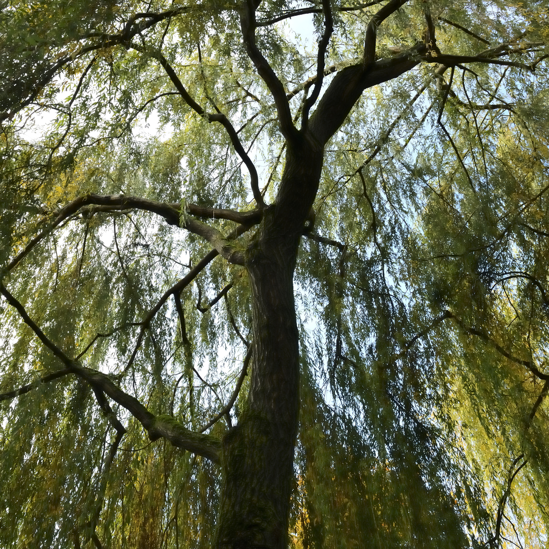 Weeping Willow Bareroot