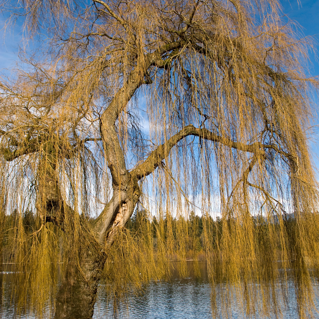 Weeping Willow Bareroot