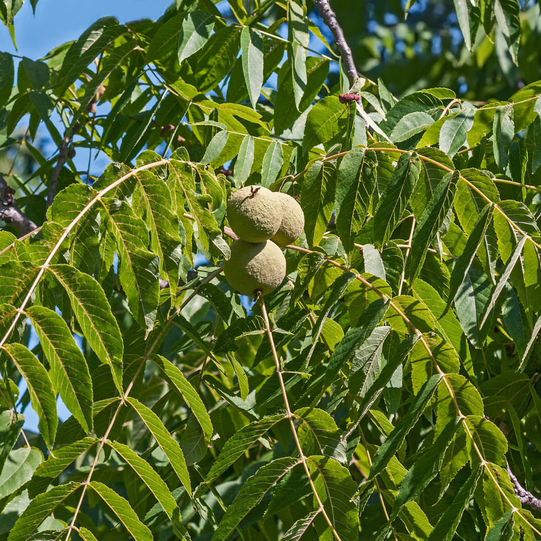 Walnut Tree Routs Black Walnut Bareroot Trees – The Farm On Central