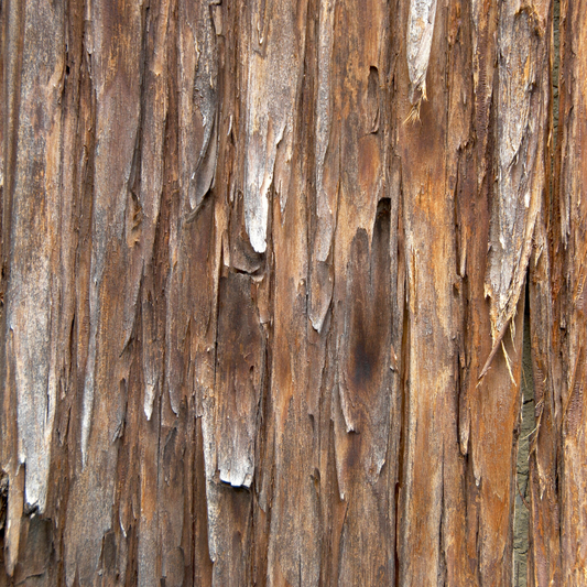 White Cedar BareRoot tree