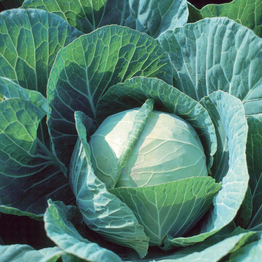 Green Cabbage