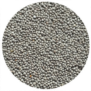 Clover, Dutch White (C & I)