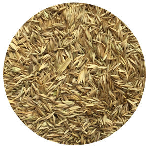 Orchardgrass, Potomac