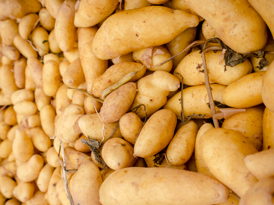 Austrian Crescent Fingerling Potato