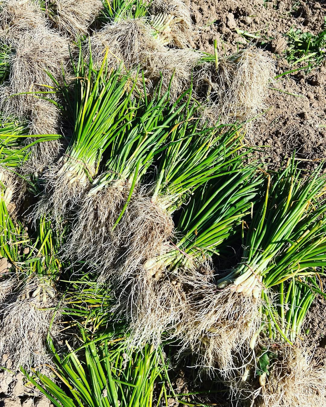 Texas Super Sweet Onion Plants (Short Day)