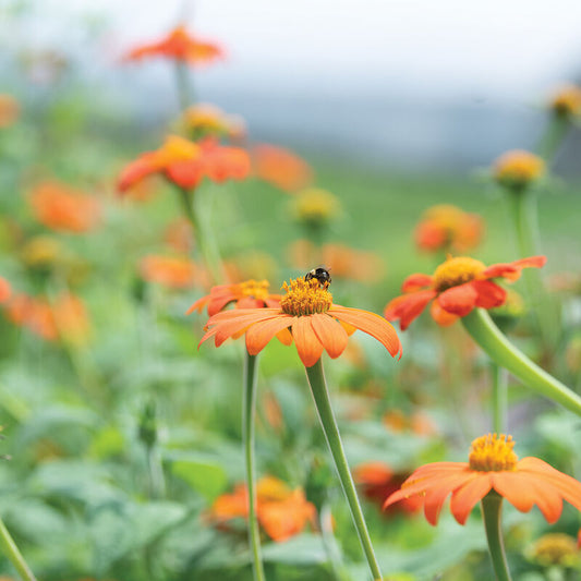 Mexican Sunflower (Tithonia rotundifolia)