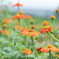 Pollinator Garden Collection